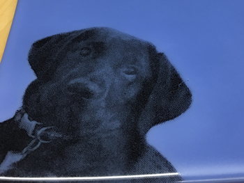 Puppy Plate